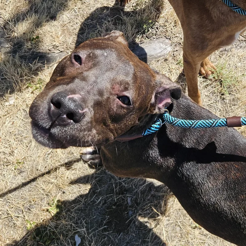 A baby medium-sized male Brown / Chocolate Pit Bull Terrier dog named Snickers for adoption in The Dalles, OR