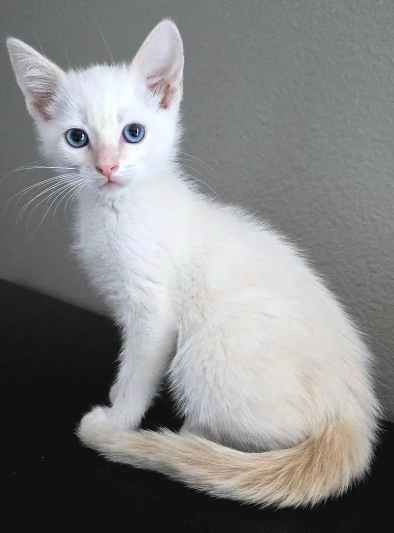 A baby medium-sized male Siamese cat named Parmesan for adoption in Campbell, CA