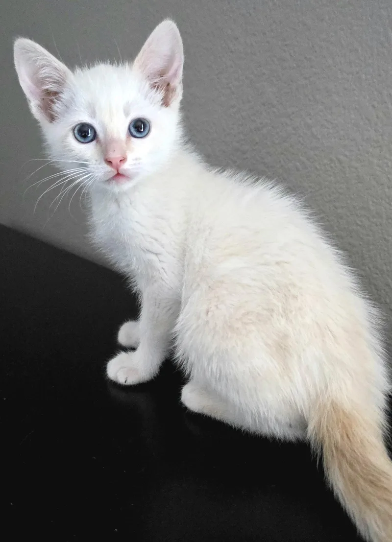 Parmesan thumbnail 2