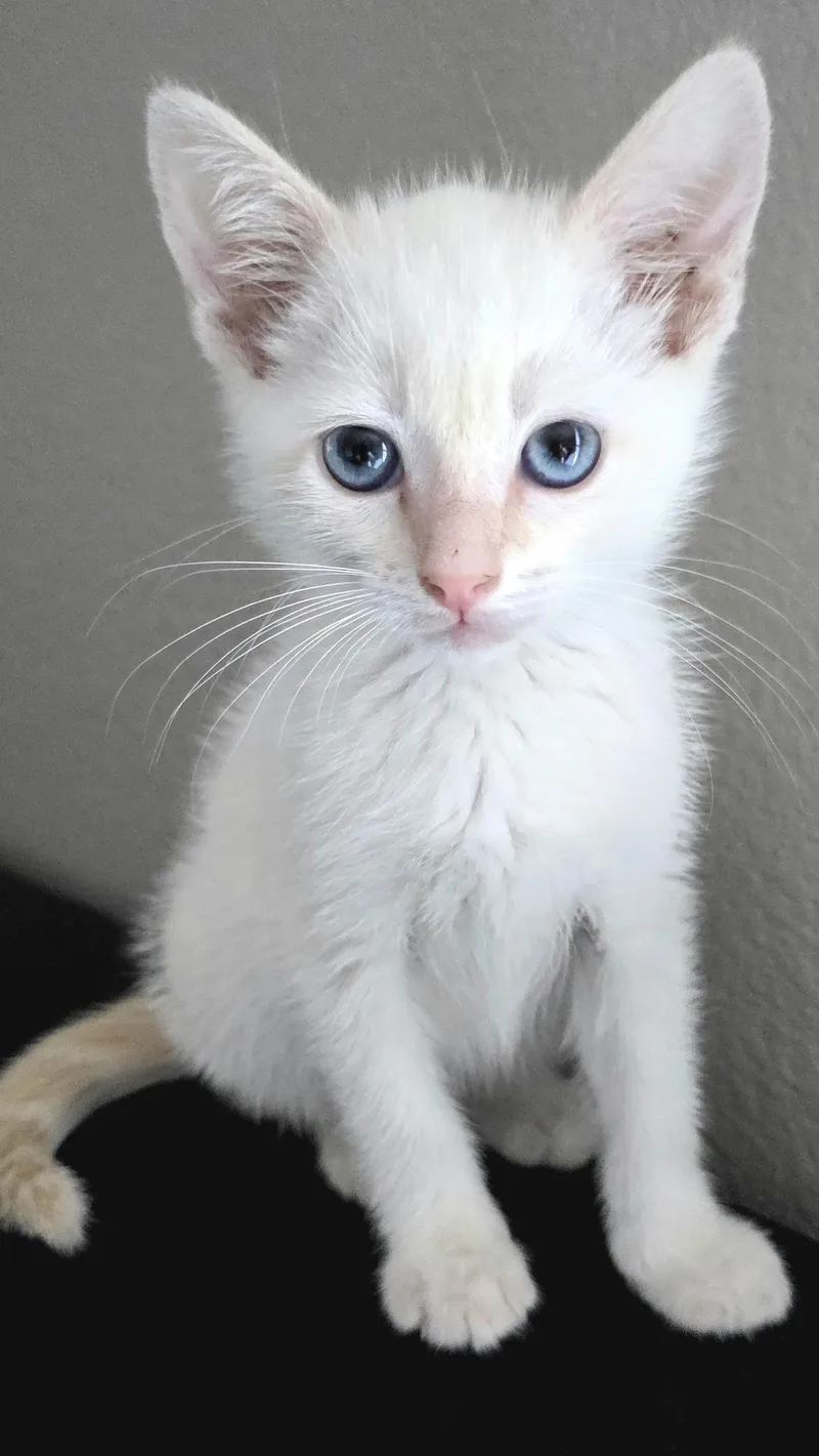 Parmesan thumbnail 3