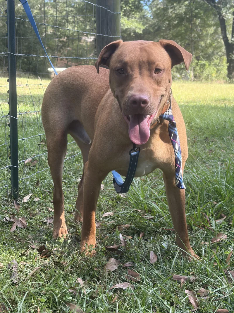 A baby large-sized male Red / Chestnut / Orange Labrador Retriever dog named Richee for adoption in Ocean Springs, MS