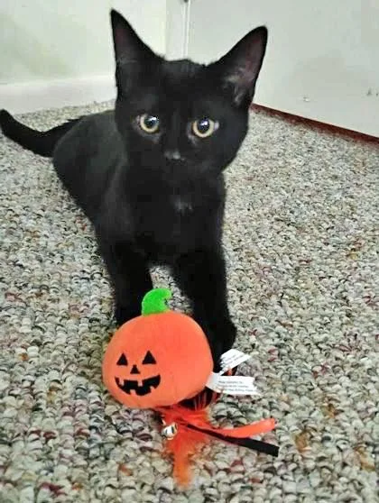 A baby small-sized female Domestic Short Hair cat named Captain Marvel for adoption in Fishers, IN