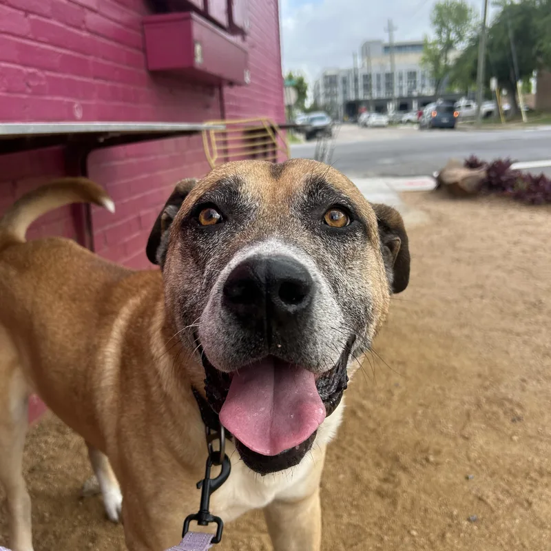 An adult large-sized male Golden Shepherd dog named Teddy for adoption in South Houston, TX