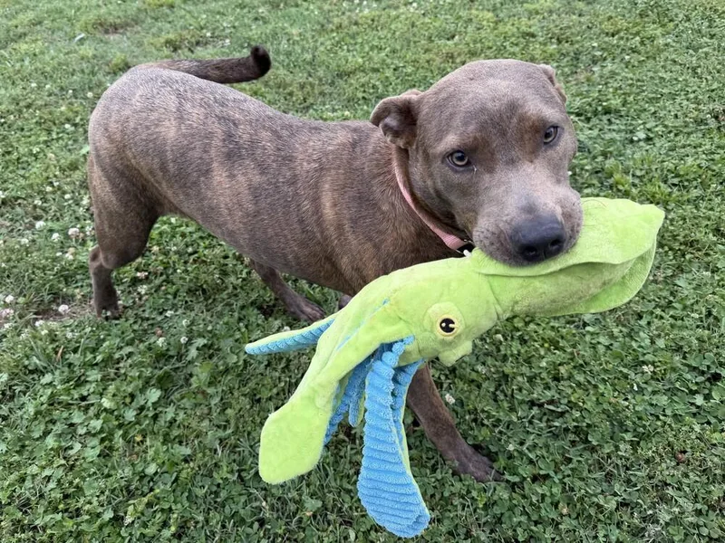 Star thumbnail 3