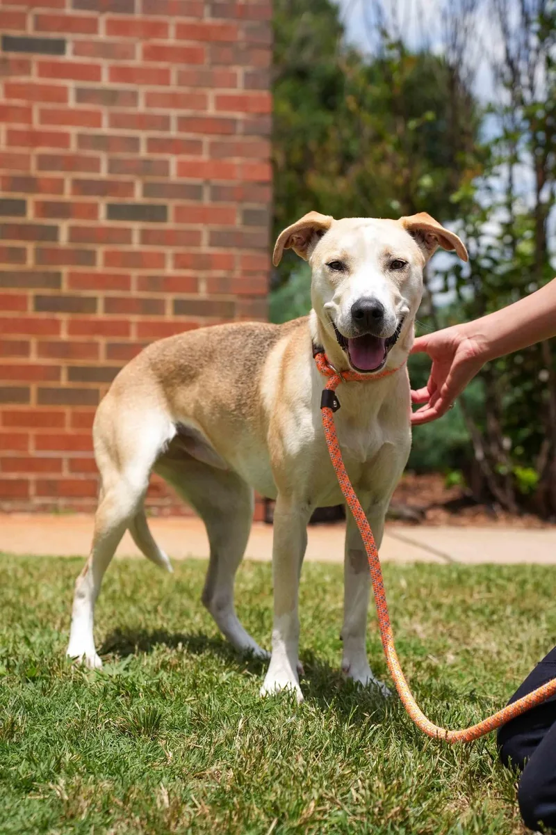 A young medium-sized female Labrador Retriever dog named Tikki for adoption in Stillwater, OK