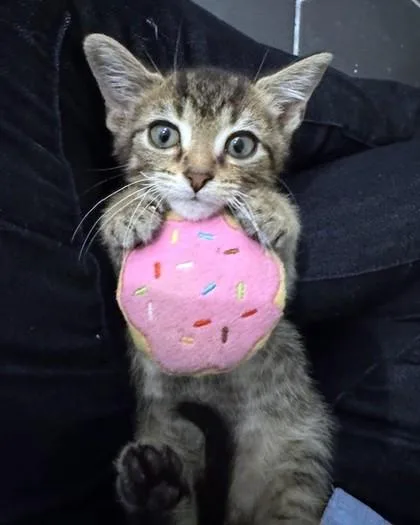 A baby small-sized male Domestic Short Hair cat named Julius for adoption in Washington, DC