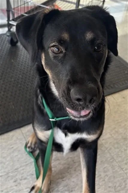 A young medium-sized female German Shepherd Dog dog named Tinkerbell A for adoption in Plano, TX