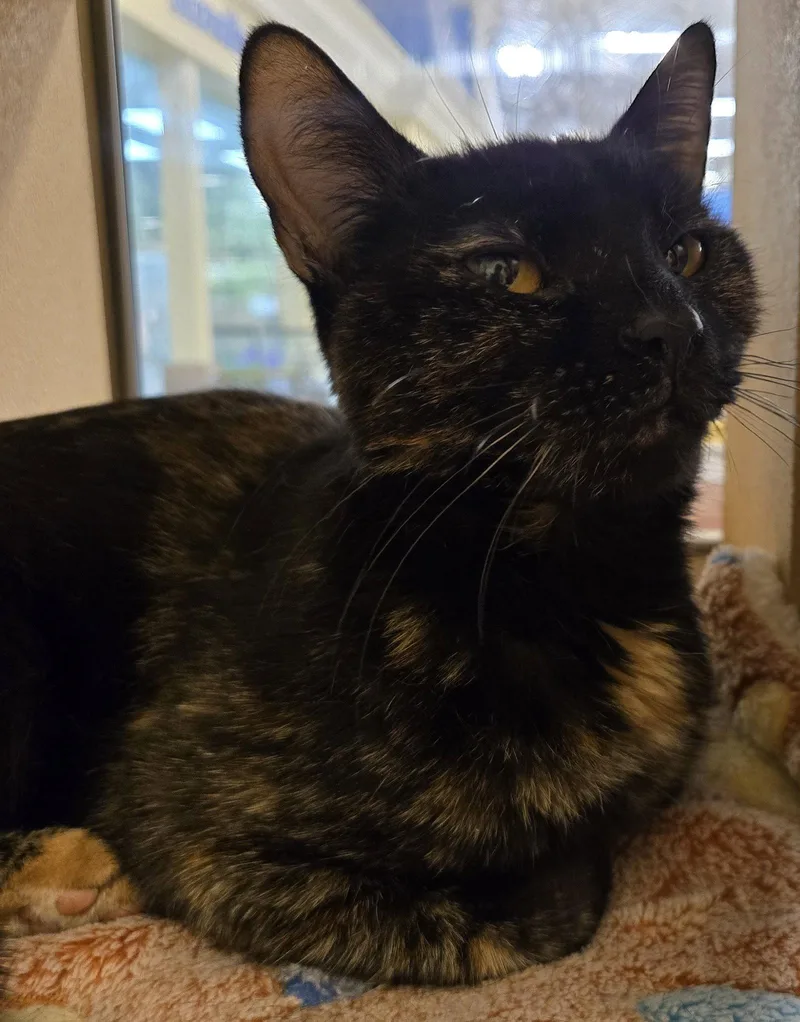 An adult medium-sized female Domestic Short Hair cat named Allison for adoption in Herndon, VA