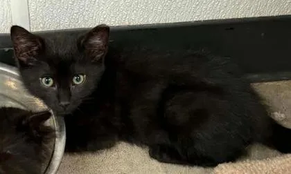 A baby small-sized male Domestic Short Hair cat named Sherlock bones for adoption in Lampasas, TX
