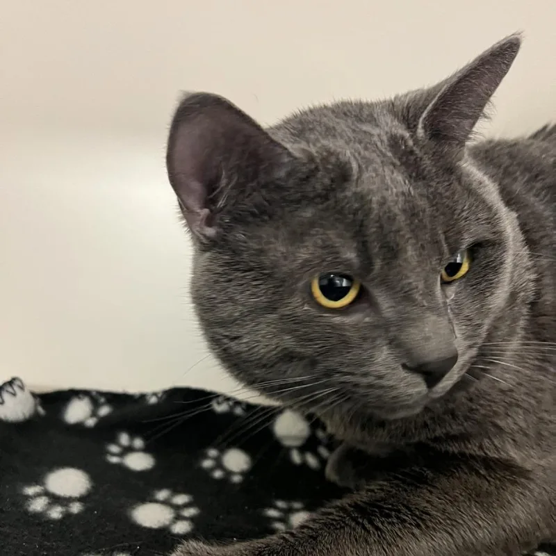 An adult large-sized male Gray / Blue / Silver Domestic Short Hair cat named Norman for adoption in Tacoma, WA