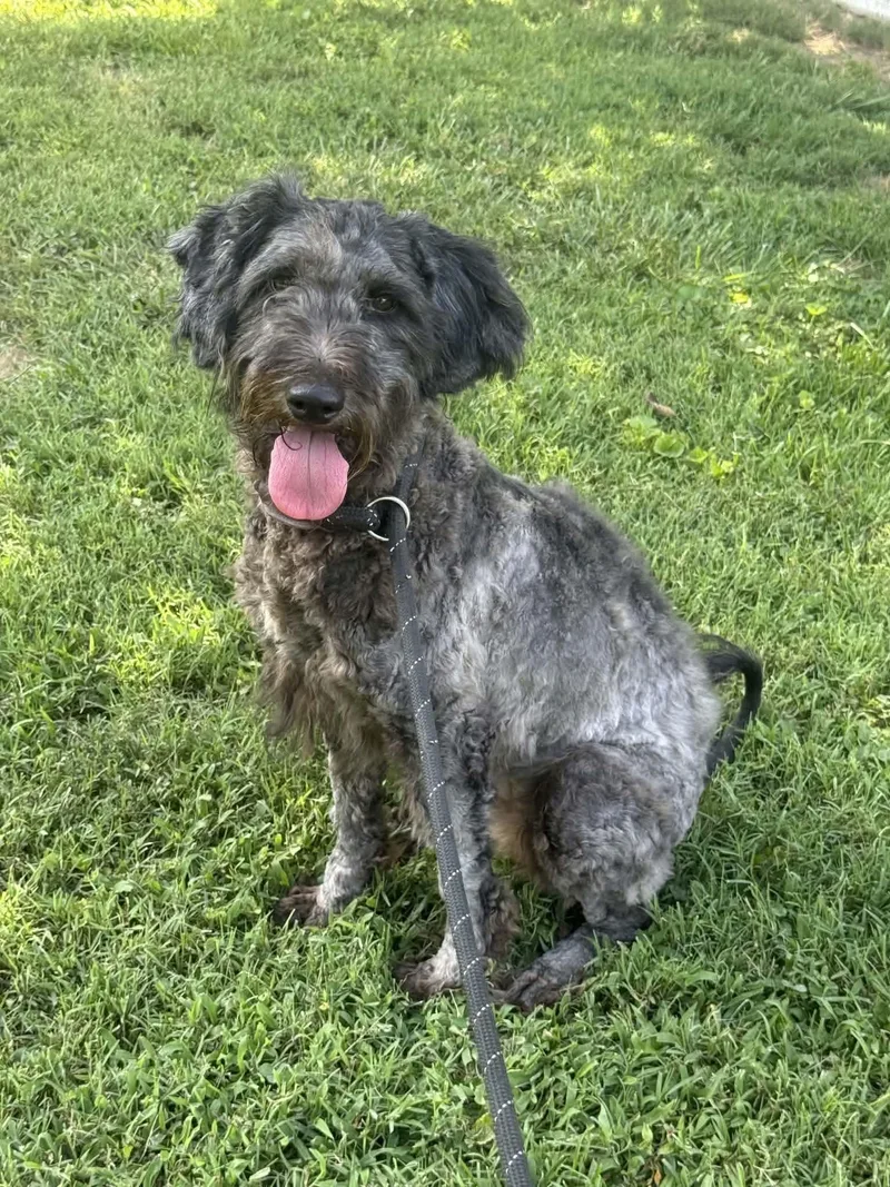 A young medium-sized female Poodle dog named May for adoption in Westwood, NJ