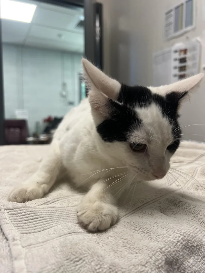 A young medium-sized male Domestic Short Hair cat named Marty for adoption in Chico, CA