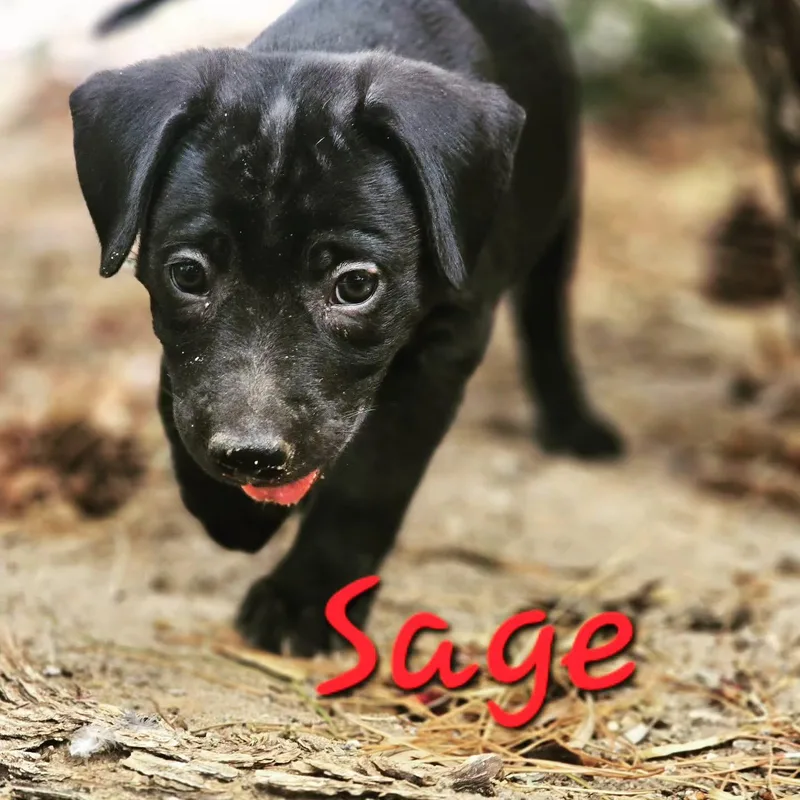 A baby medium-sized female Pit Bull Terrier dog named Sage Cedar for adoption in Williamsburg, NM