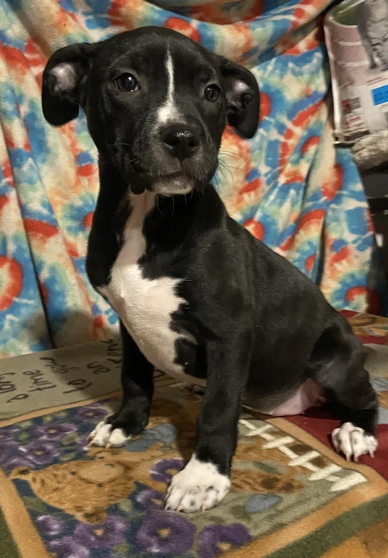 Arwen