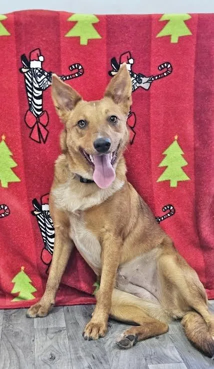 An adult medium-sized female Australian Kelpie dog named Ariel for adoption in Manchester, CT