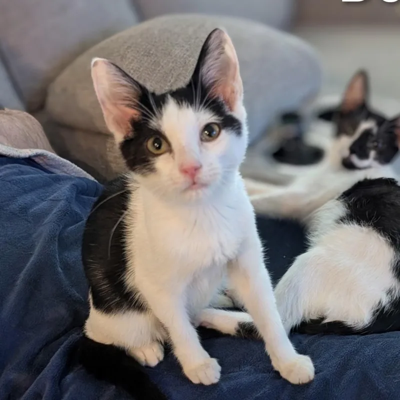 A baby small-sized male American Shorthair cat named Bo for adoption in Woodlawn, TN