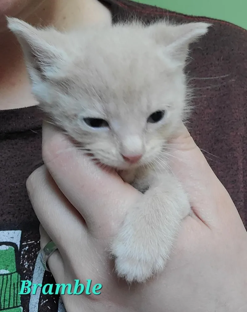 A baby medium-sized male Domestic Short Hair cat named Bramble for adoption in Portland, IN