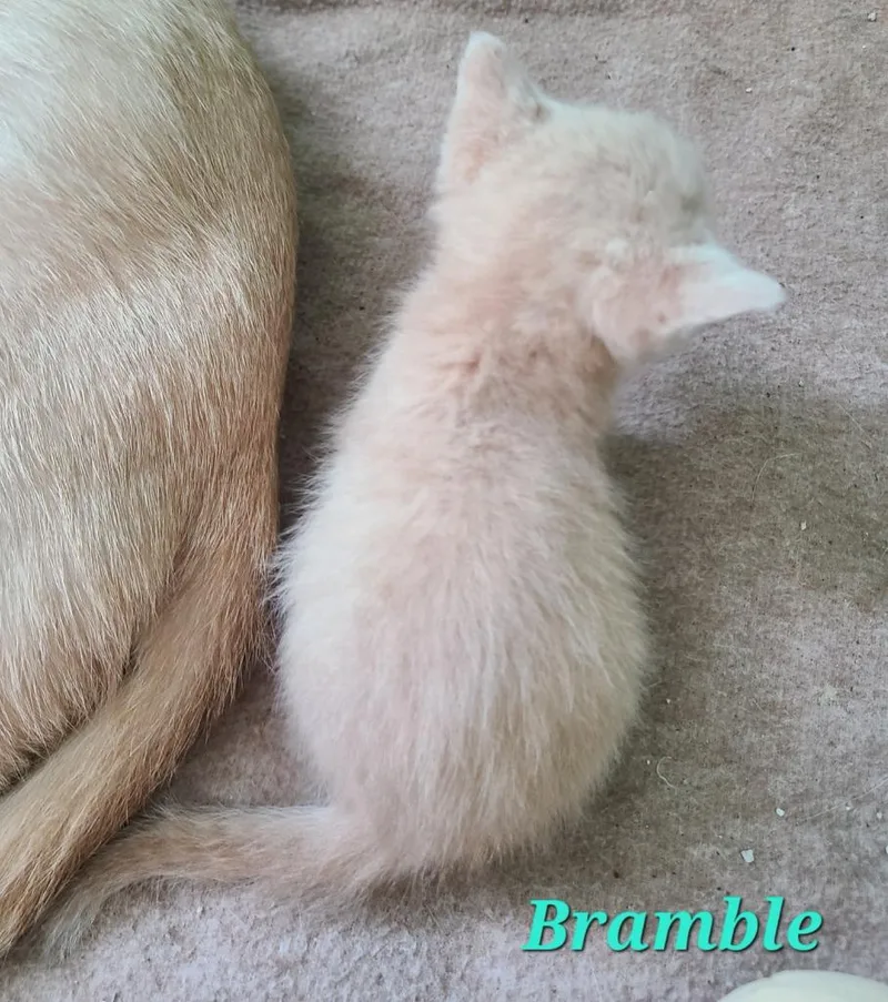 Bramble thumbnail 2