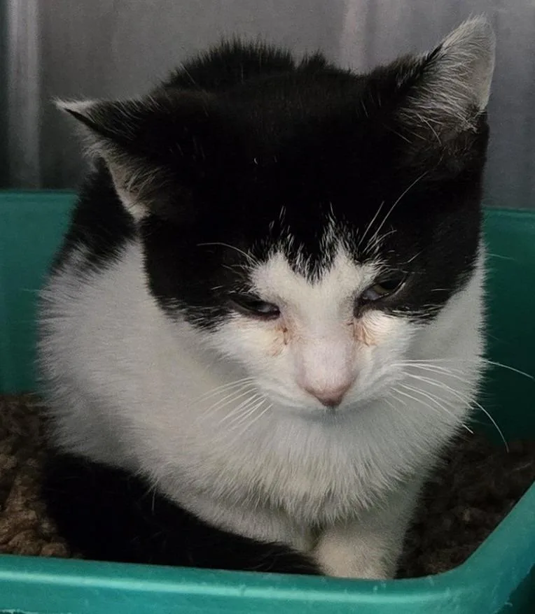 A baby medium-sized male Tuxedo cat named Bowtie Jack for adoption in Windsor, CT