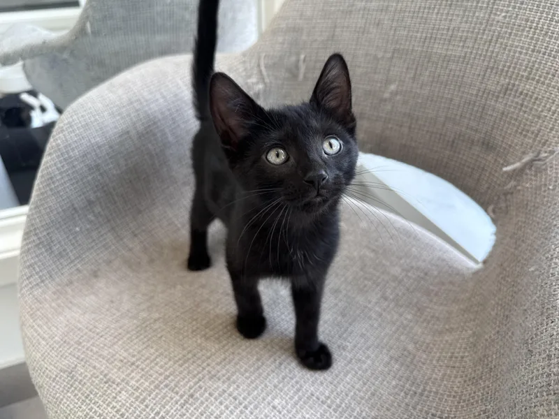 A baby medium-sized male Black Domestic Short Hair cat named Dodo for adoption in Evanston, IL