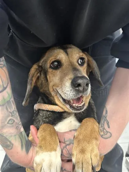 A senior medium-sized female Mixed Breed dog named Honahlee Fka Davey for adoption in West Chester, PA