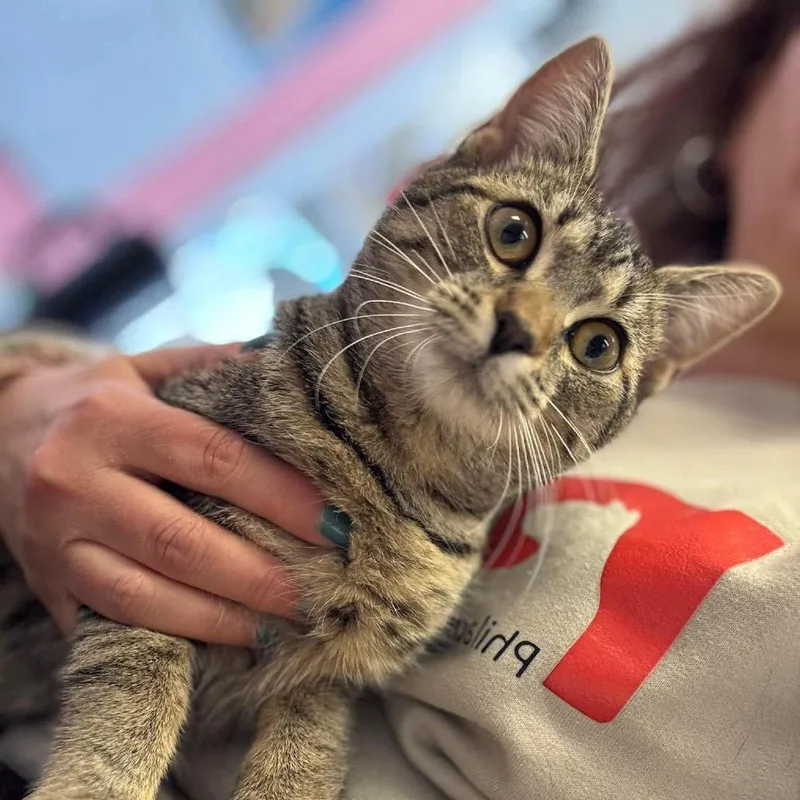 A young small-sized female Brown / Chocolate Domestic Short Hair cat named Mimi for adoption in Philadelphia, PA
