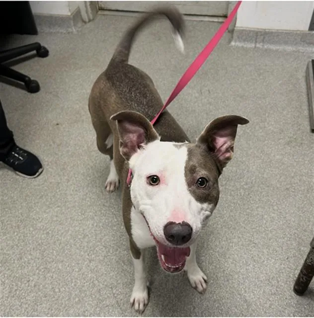An adult large-sized female Pit Bull Terrier dog named Charli for adoption in Lincolnton, NC