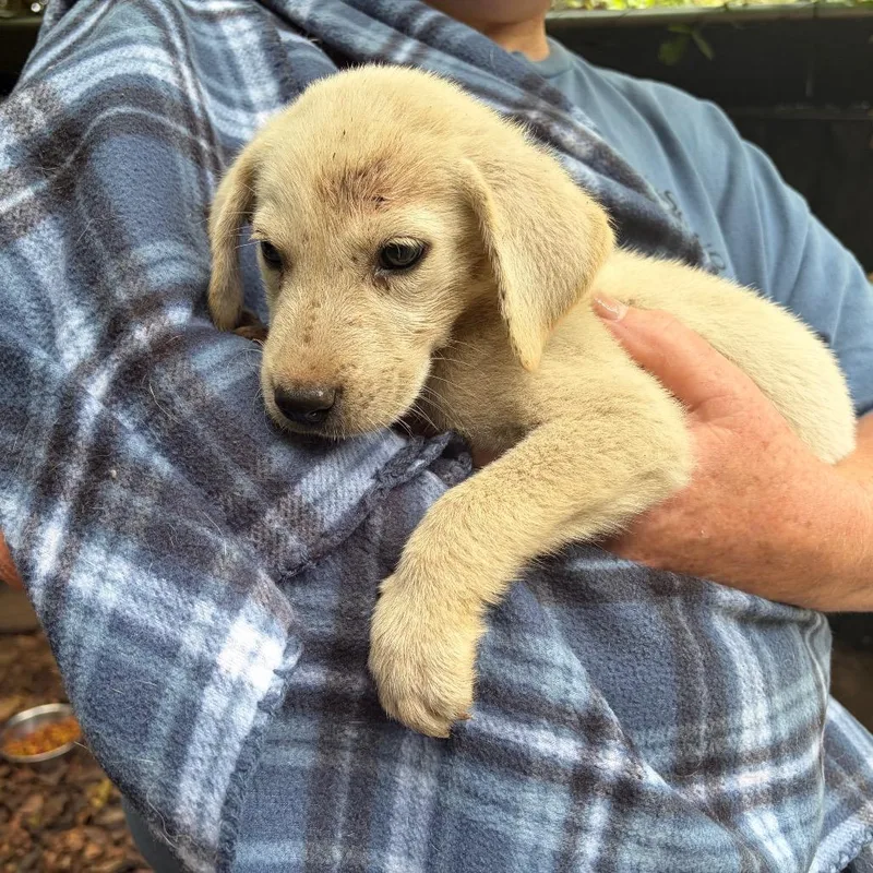 A baby large-sized male Yellow / Tan / Blond / Fawn Great Pyrenees dog named Amias for adoption in Sequatchie, TN