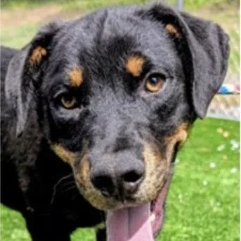 A young small-sized male Labrador Retriever dog named Kurt for adoption in Fairfax, VA