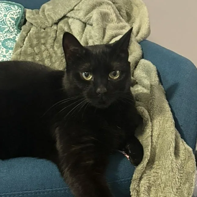 An adult medium-sized female Black Domestic Short Hair cat named Zuzu for adoption in Hyattsville, MD