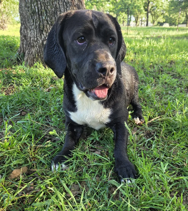 A young medium-sized female Black Basset Hound dog named Duckie for adoption in Springtown, TX