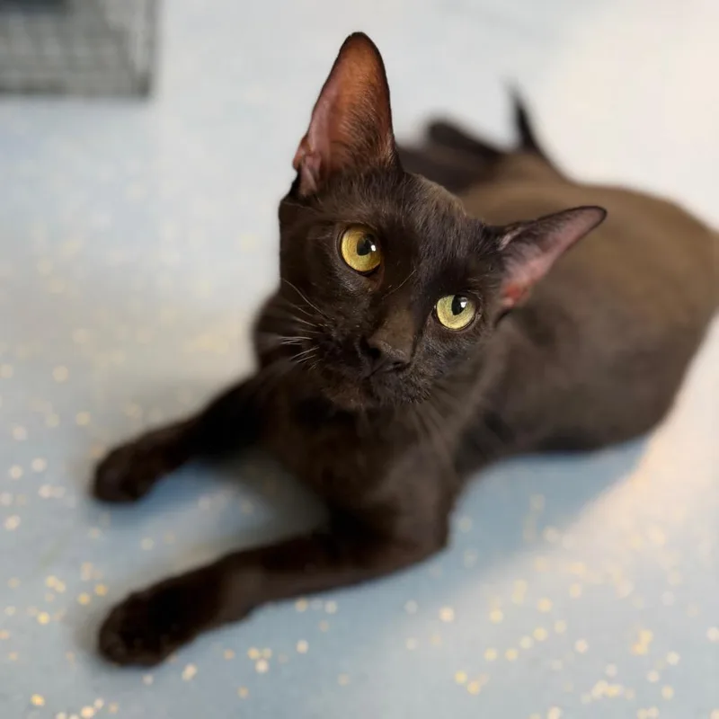 An adult medium-sized female Black Domestic Short Hair cat named Opal for adoption in Watertown, NY