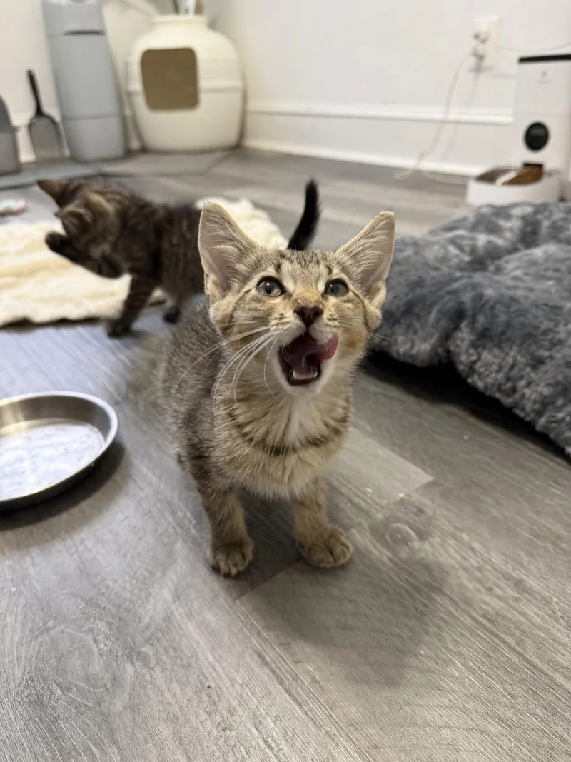 A baby small-sized female Domestic Short Hair cat named Duchess Whiskerson for adoption in Philadelphia, PA