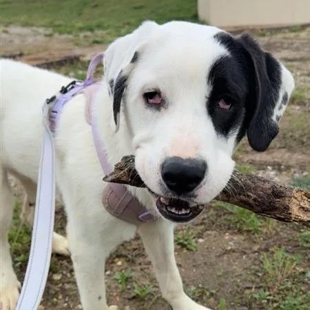 A young medium-sized male White / Cream Mixed Breed dog named Falcon for adoption in Bentonville, AR