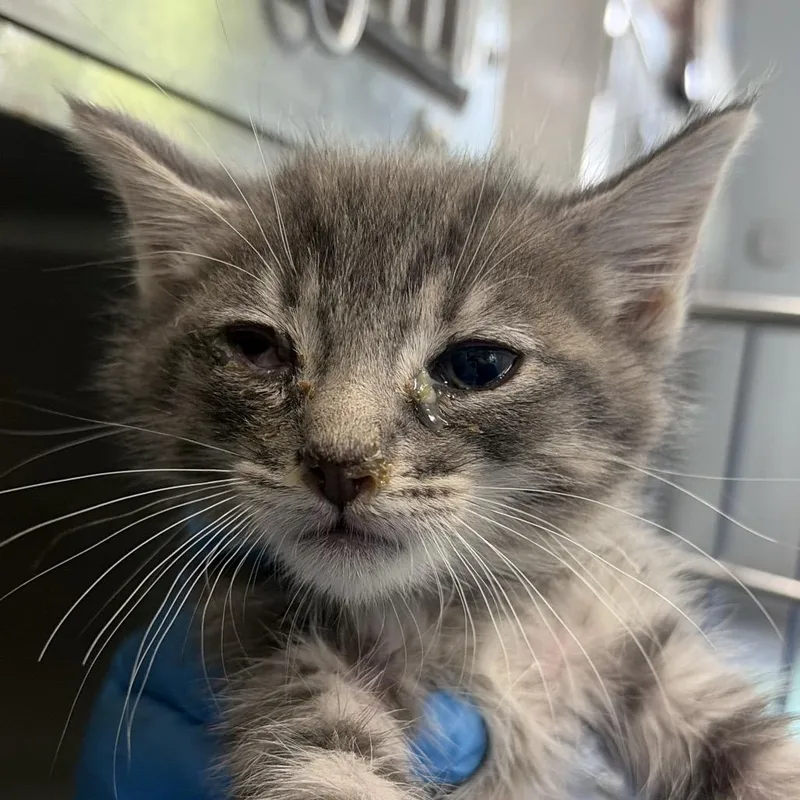 A baby small-sized male Gray / Blue / Silver Domestic Short Hair cat named Wells for adoption in Summerville, SC