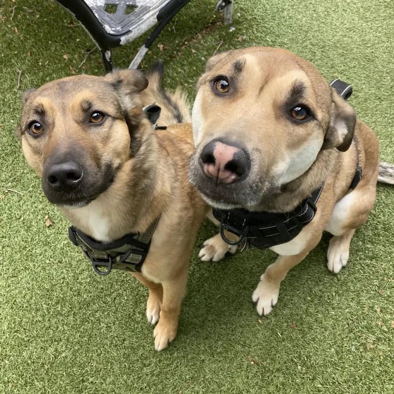An adult medium-sized male Brown / Chocolate Mixed Breed dog named Duke for adoption in Providence, RI