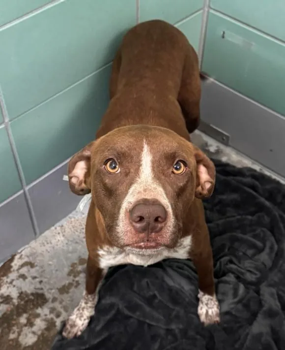An adult medium-sized female Staffordshire Bull Terrier dog named Piper for adoption in Houston, TX