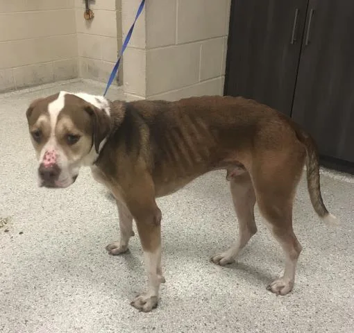 An adult large-sized male Labrador Retriever dog named Tank for adoption in Conroe, TX