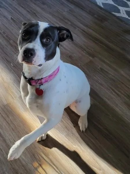 An adult large-sized female Labrador Retriever dog named Daisy Duke for adoption in Pocatello, ID