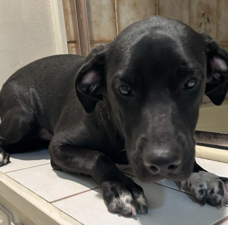A young medium-sized male Black Labrador Retriever dog named Hero for adoption in El Cajon, CA