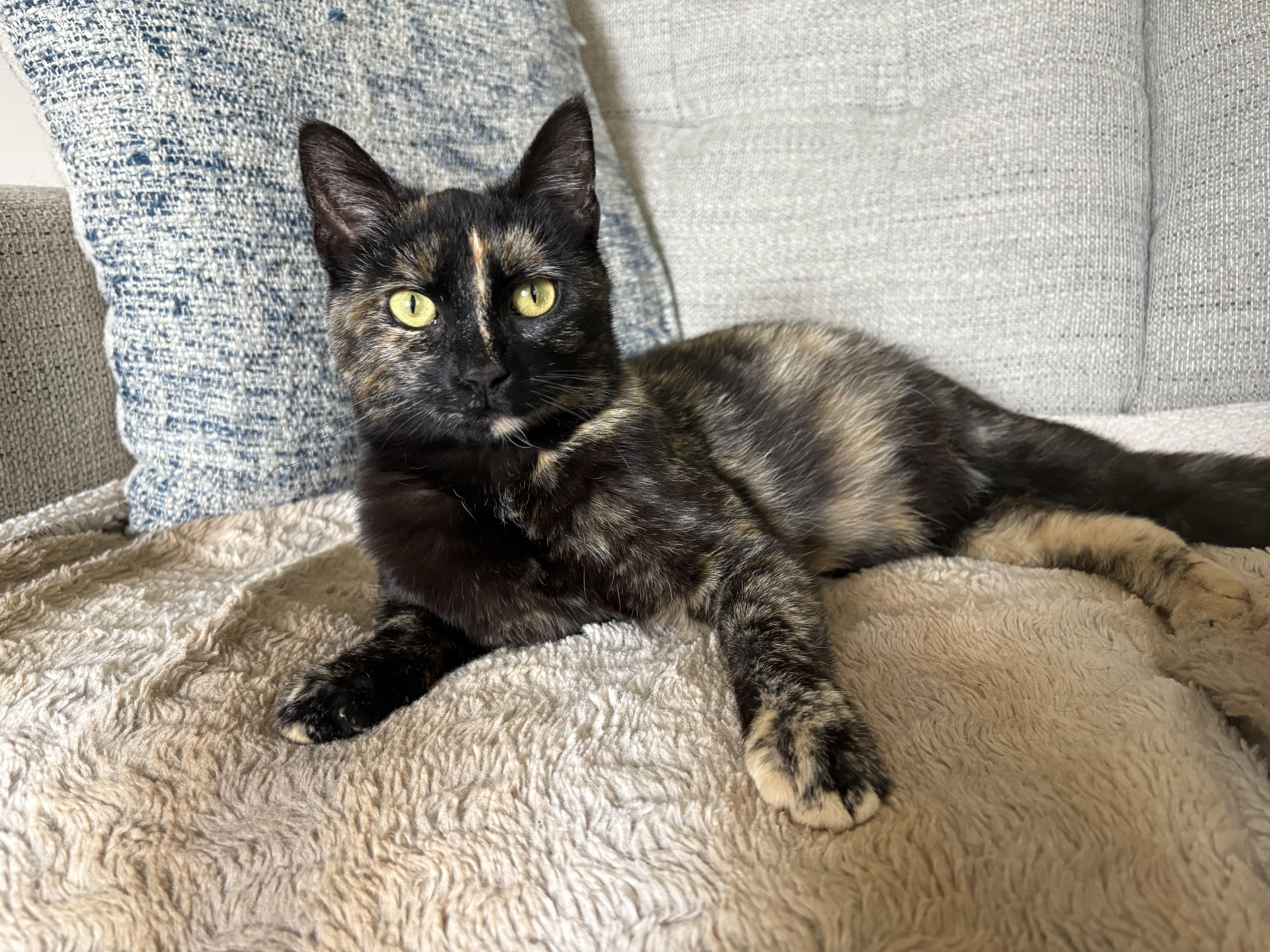 An adult medium-sized female Tortoiseshell Domestic Short Hair cat named Banshee for adoption in Geneseo, IL