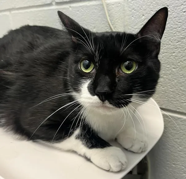 An adult large-sized male Domestic Short Hair cat named Bat Cat for adoption in Golden, CO