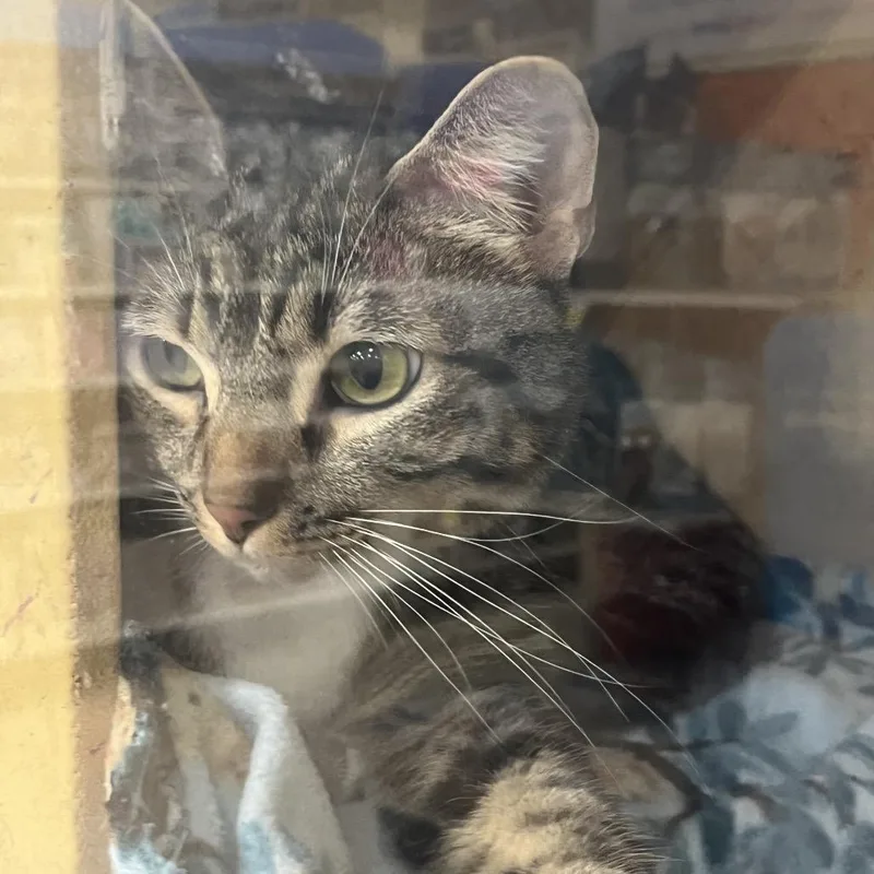 An adult medium-sized female Brown / Chocolate Domestic Short Hair cat named Cleo for adoption in Newcastle, OK