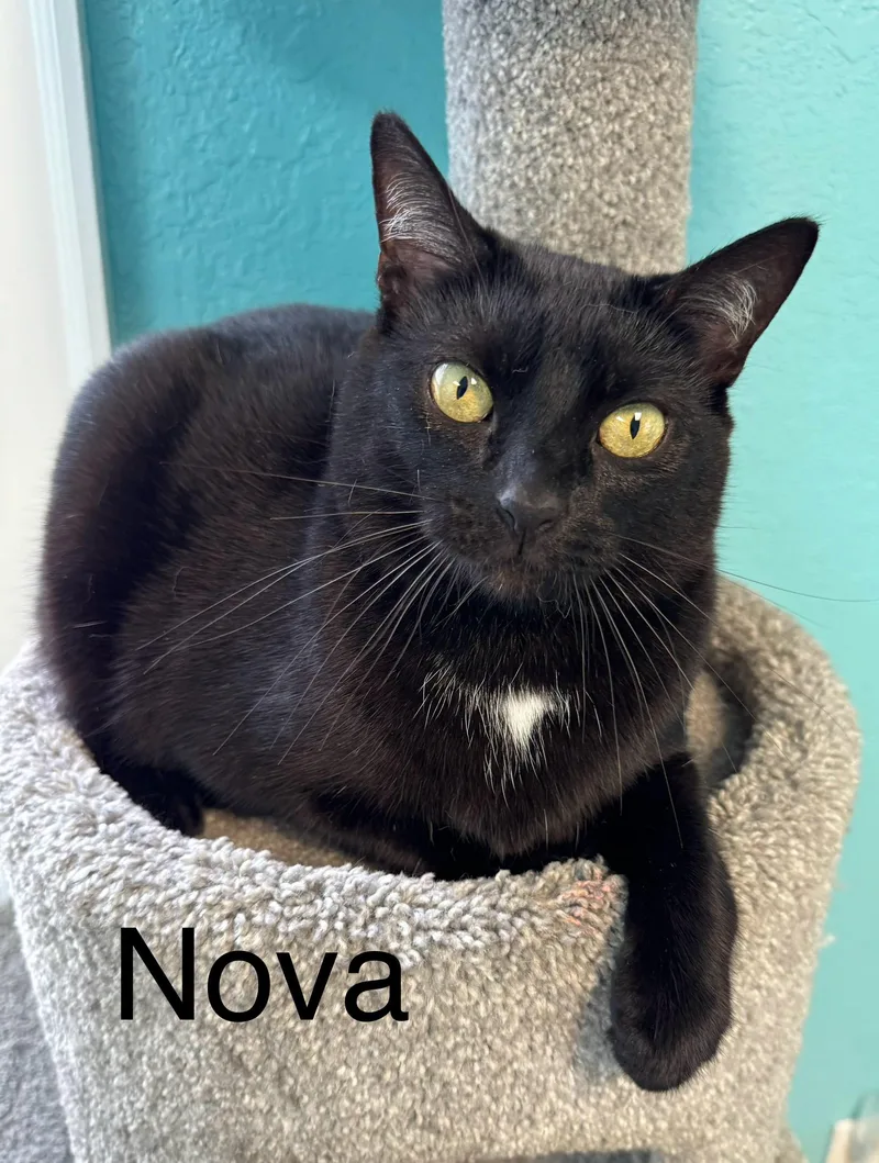 Nova Fiv+ Adult Female
