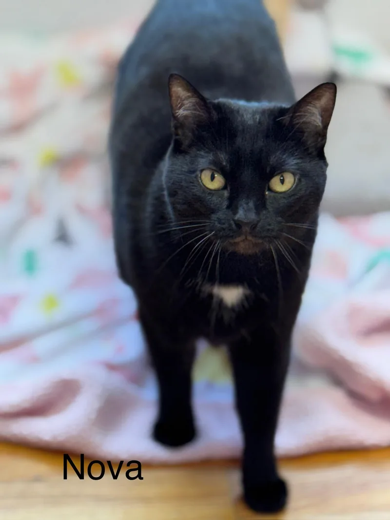 Nova Fiv+ Adult Female thumbnail 3