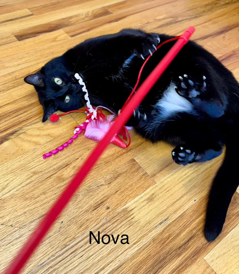 Nova Fiv+ Adult Female thumbnail 5