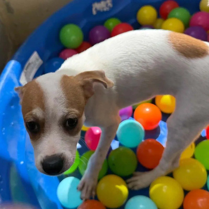 A baby small-sized female Havanese dog named Cookie for adoption in ISABELA, PR