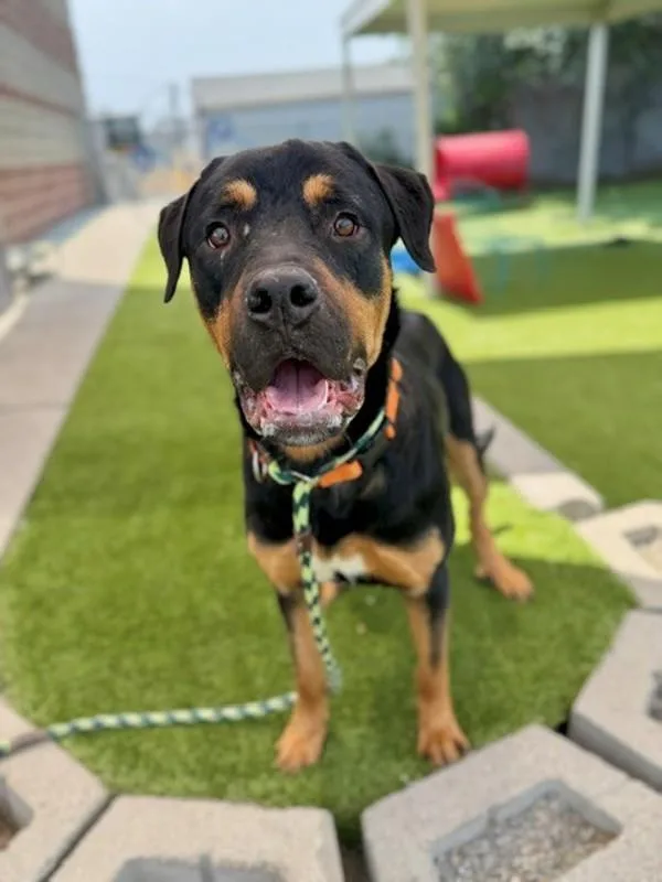 A young large-sized male Rottweiler dog named Chucky for adoption in Salt Lake City, UT