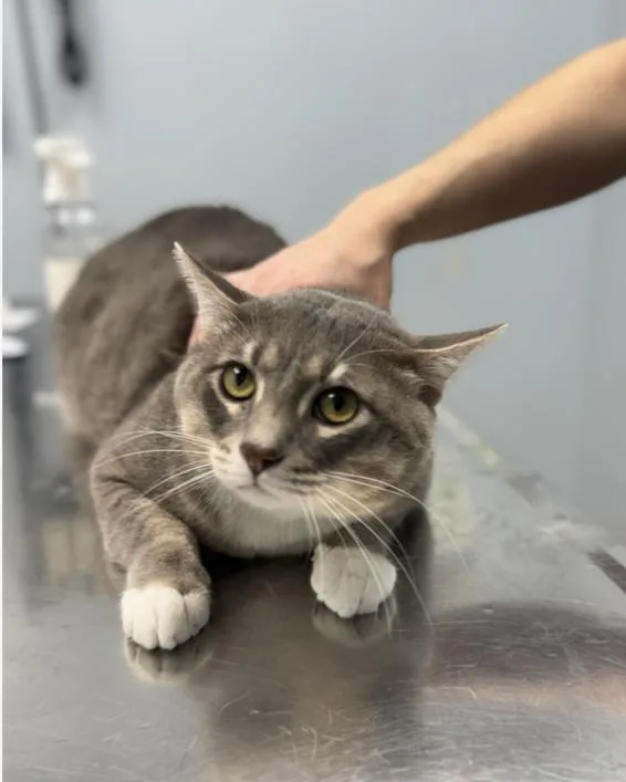 A young extra large-sized male Tabby (Gray / Blue / Silver) Domestic Short Hair cat named Weston for adoption in Chicago, IL