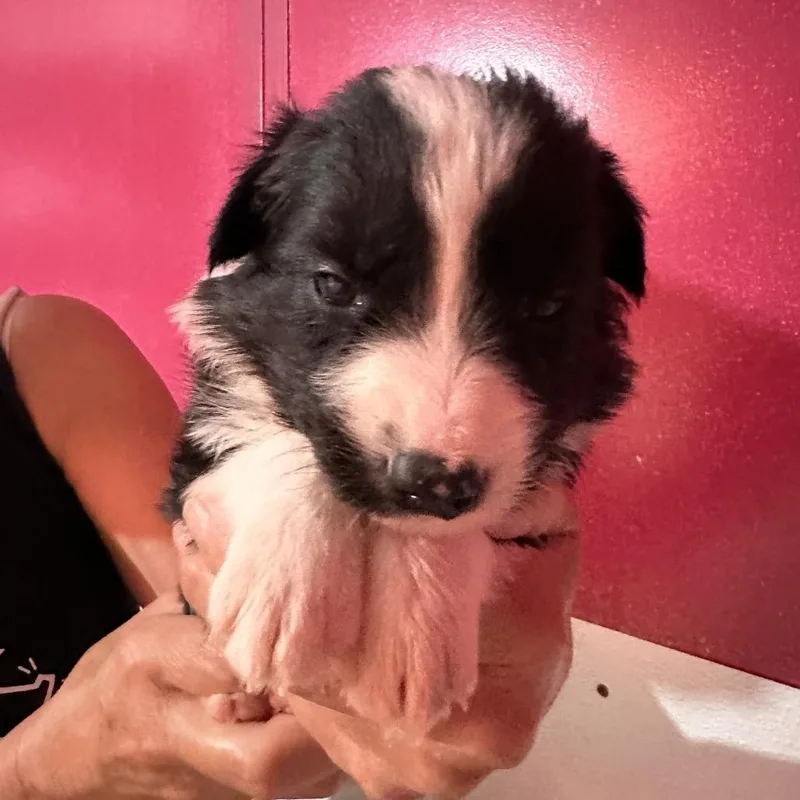 A baby medium-sized male Black Border Collie dog named Leroy Brown for adoption in Point Richmond, CA